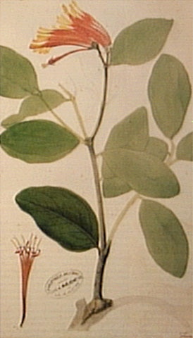 ESPÉCIME Vegetal. In: ENCICLOPÉDIA Itaú Cultural de Arte e Cultura Brasileiras. São Paulo: Itaú Cultural, 2018. Disponível em: . Acesso em: 28 de Fev. 2018. Verbete da Enciclopédia. ISBN: 978-85-7979-060-7